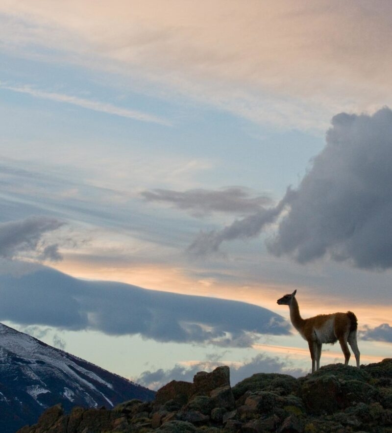 Guanaco stands on the crest of the mountain backdrop of snowy peaks.