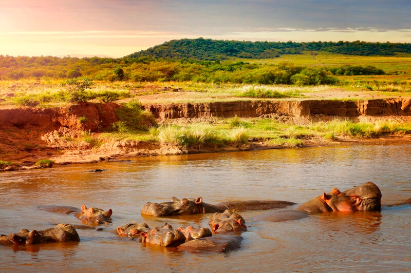 A group of hippos submerged in a river at sunset during luxury Maasai Mara tours