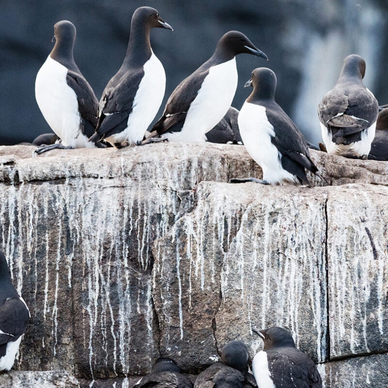 Guillemots nesting on Alkefjellet bird cliff, Hinlopen Strait, Svalbard, Norway