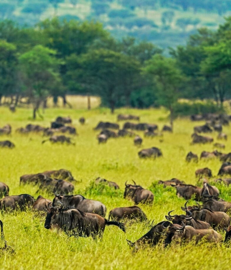 A wildebeest leaps from a riverbank and a herd relaxes in the grass.