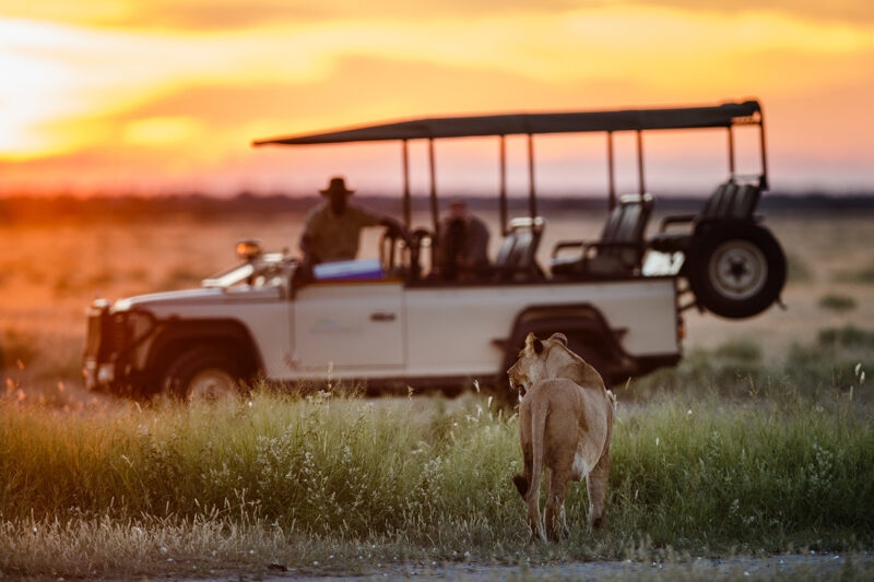 A safari jeep with two people in watching a wild lioness at sunset