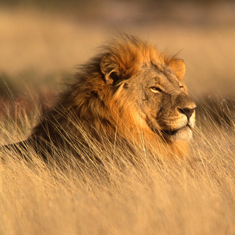 Portrait of a big male lion lying in the grass, Etosha National Park, Namibia on a luxury Africa holiday