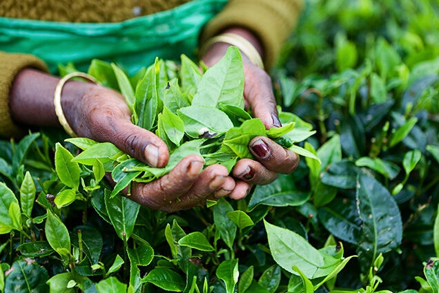 A person’s hands holding vibrant green tea leaves, a highlight of luxury Indian Subcontinent holidays.