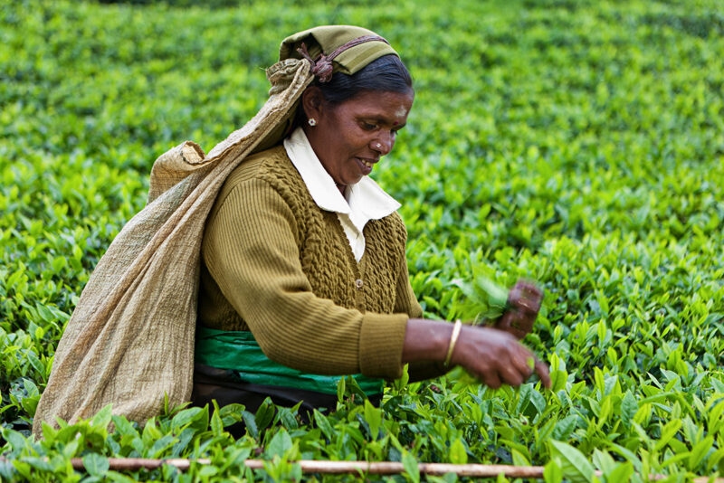 A woman picking tea leaves in a vibrant plantation during luxury Indian Subcontinent trips.
