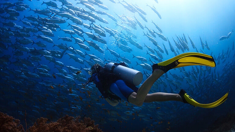 Scuba diver finning towards a school of Jack fish