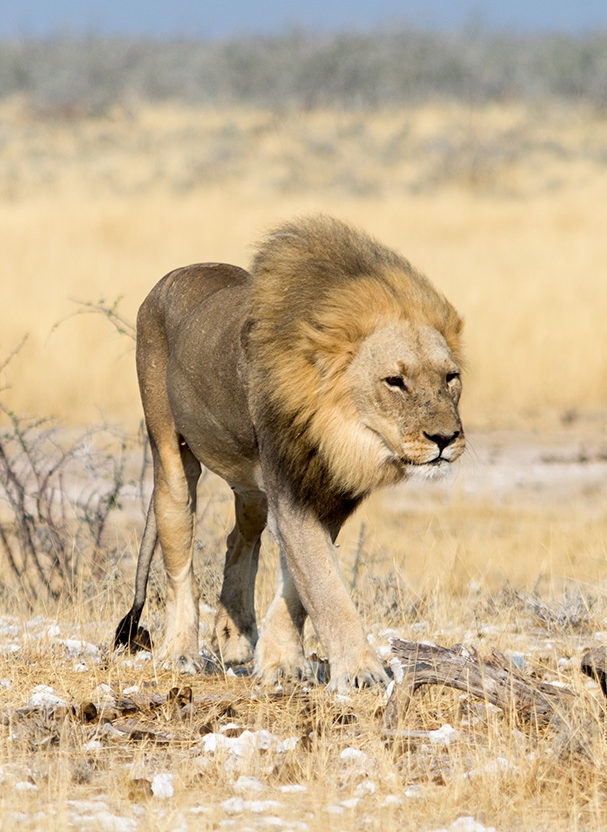 hungry lion on the move