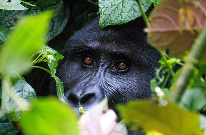 Gorilla Tracking in Uganda Biwindi NP