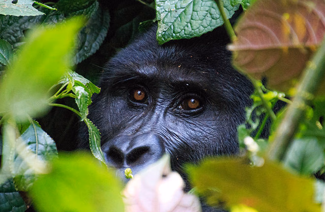 A gorilla's face visible through green leaves during positive impact tours.