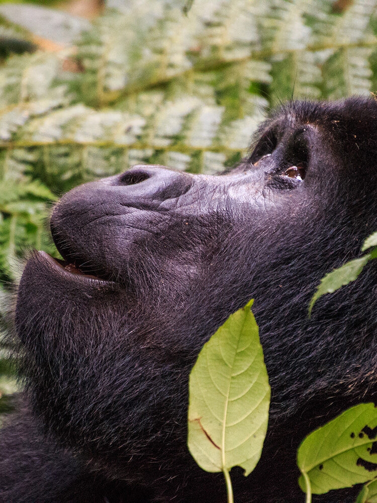 Interested Gorilla at Tracking in Uganda Biwindi NP