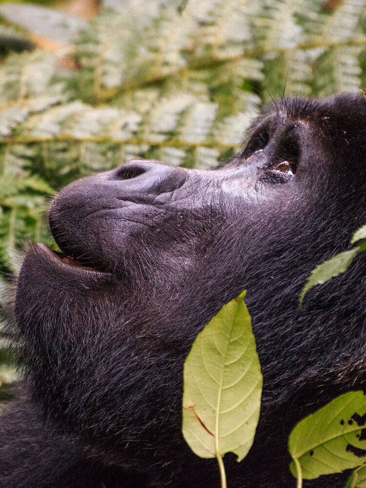 Close-up profile of a gorilla in a forest during positive impact tours.
