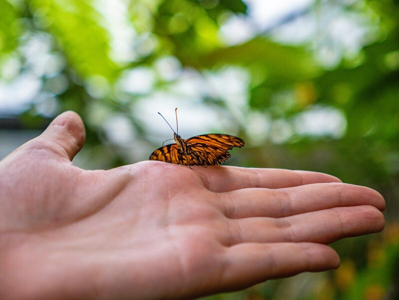 An orange butterfly perched on a person's open hand for a positive impact.