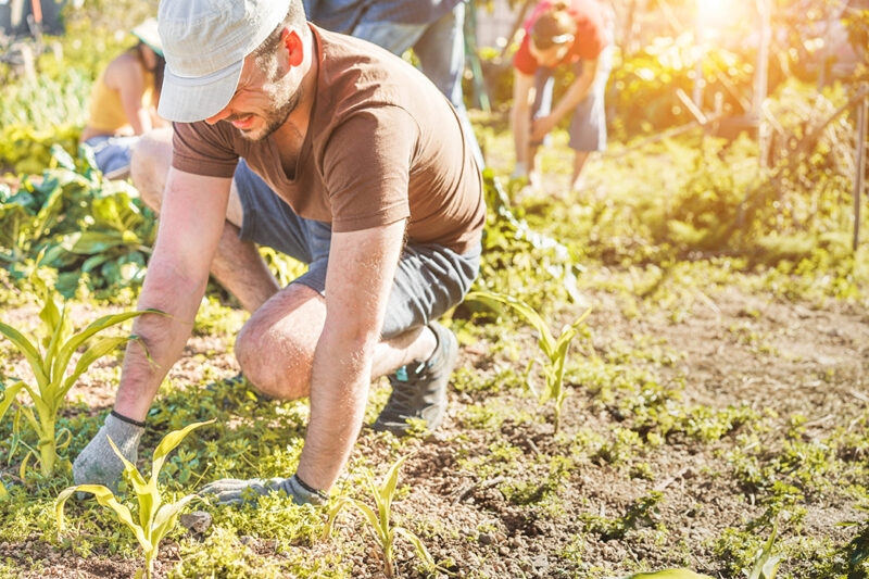 Work team harvesting fresh vegetables in the community greenhouse garden
