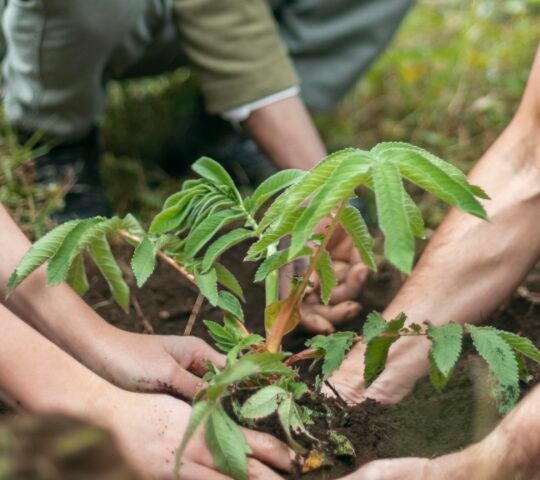 Hands planting a small green tree sapling in the soil on positive impact trips.