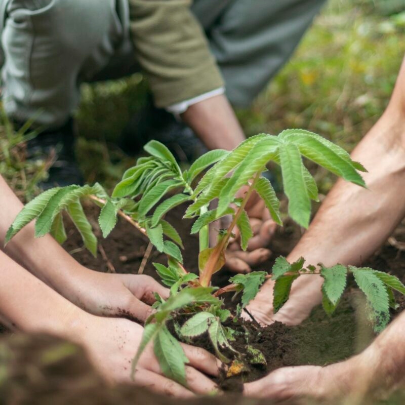 Hands planting a small green tree sapling in the soil on positive impact trips.