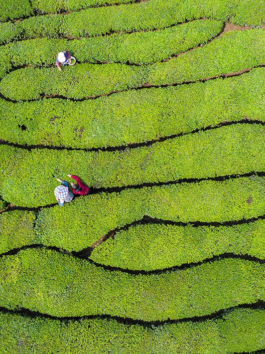 Ariel view of a bright green tea plantation, with densely packed green leaves and people with buckets picking leaves
