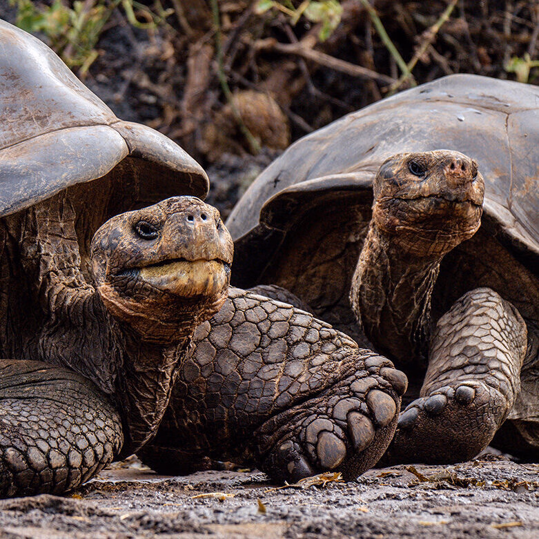 A pair of giant tortoises in the Galapagos, Ecuador taken on a luxury latin America holiday