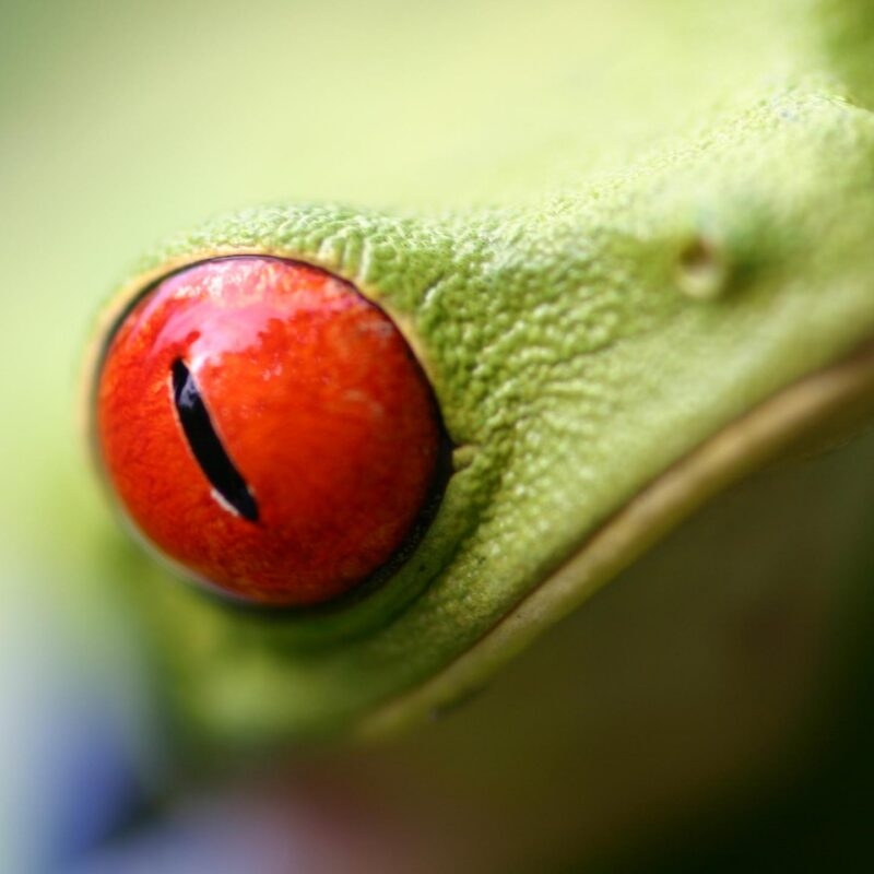 Macro shot of a frog's red eye during luxury Latin America family vacations.