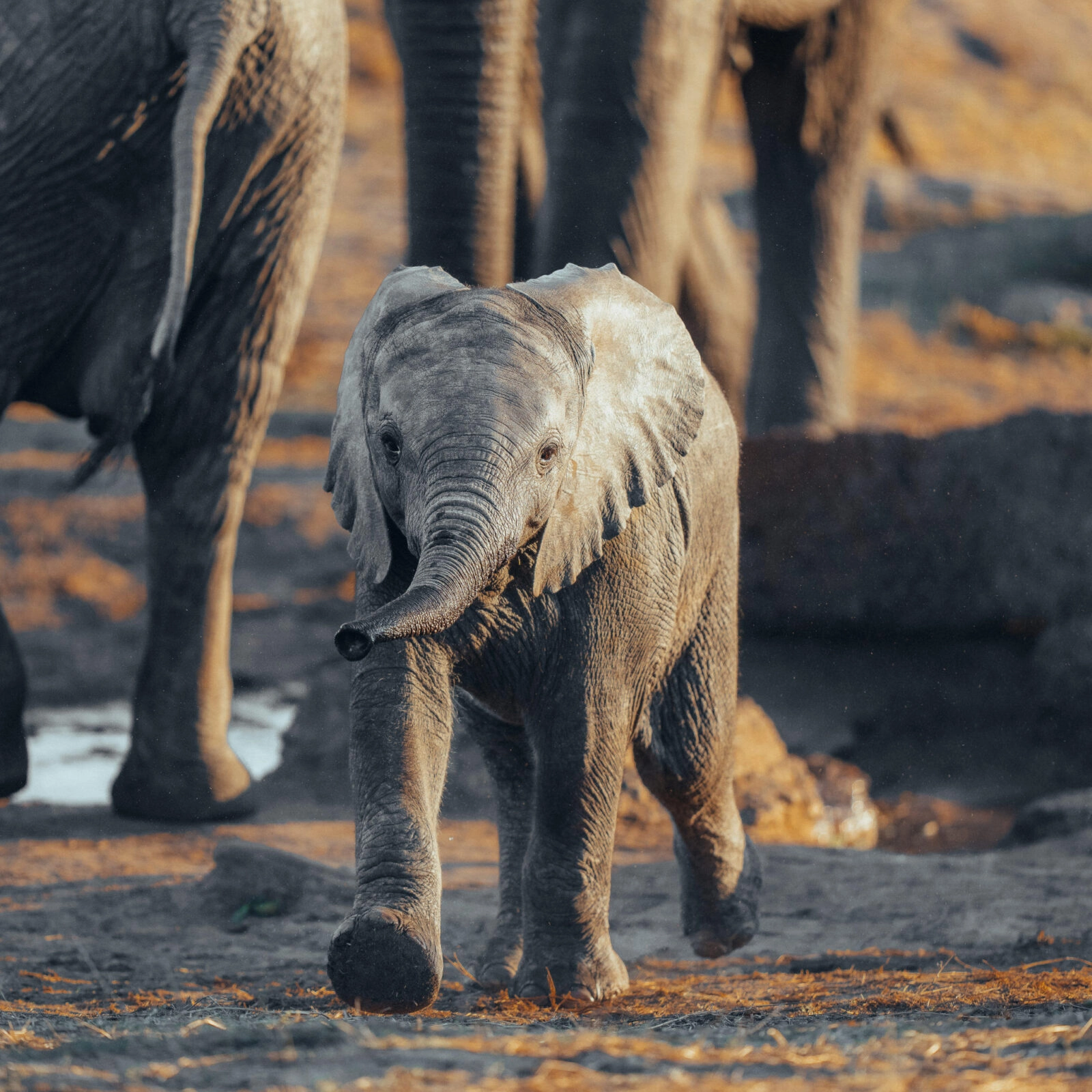 Hwange National Park, Zimbabwe preview image