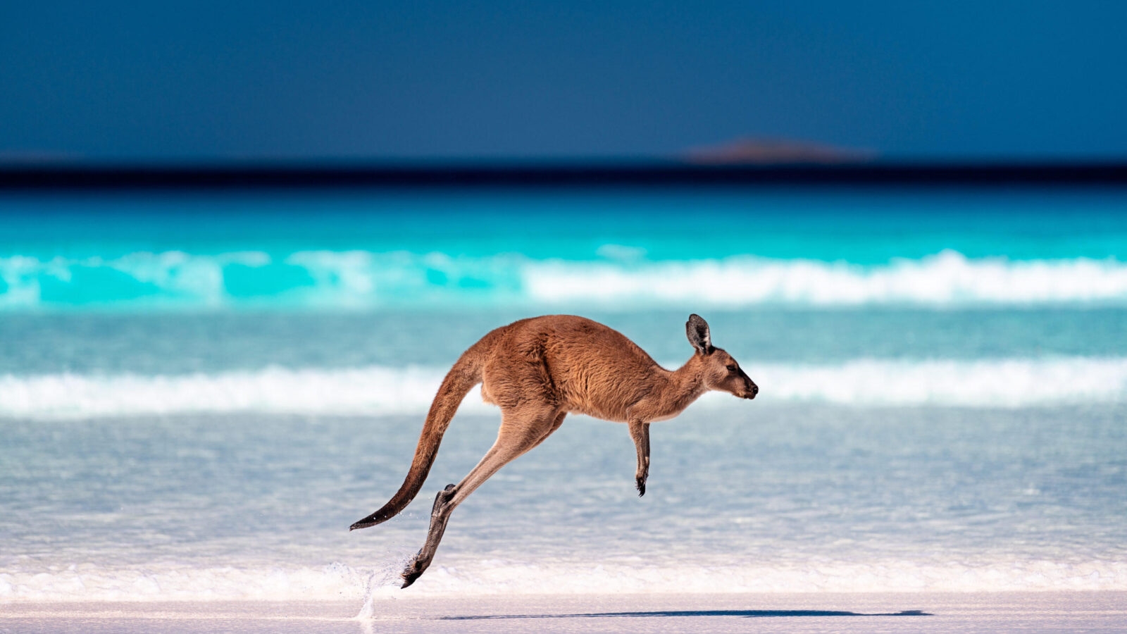 Jacada Travel - Kangaroo hopping / jumping mid air on sand near the surf on the beach by the bright blue ocean at Lucky Bay, Cape Le Grand National Park, Esperance, Western Australia