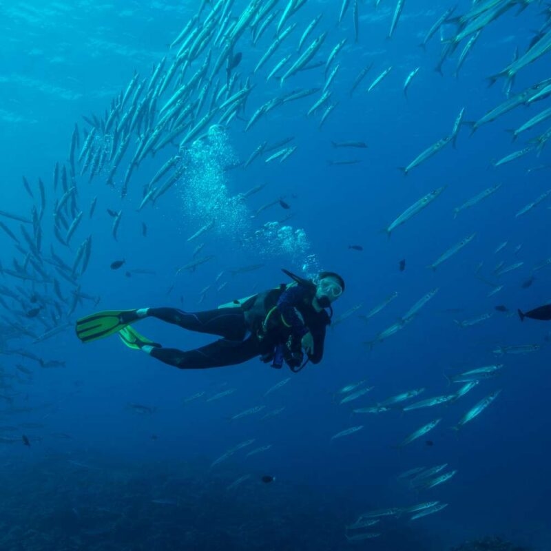 Scuba diver underwater with a large school of fish on luxury Southeast Asia tours.