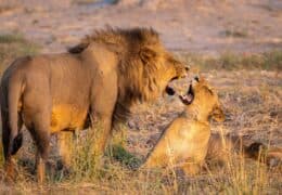 Wild Mababe, Okavango Delta and Victoria Falls Discovery