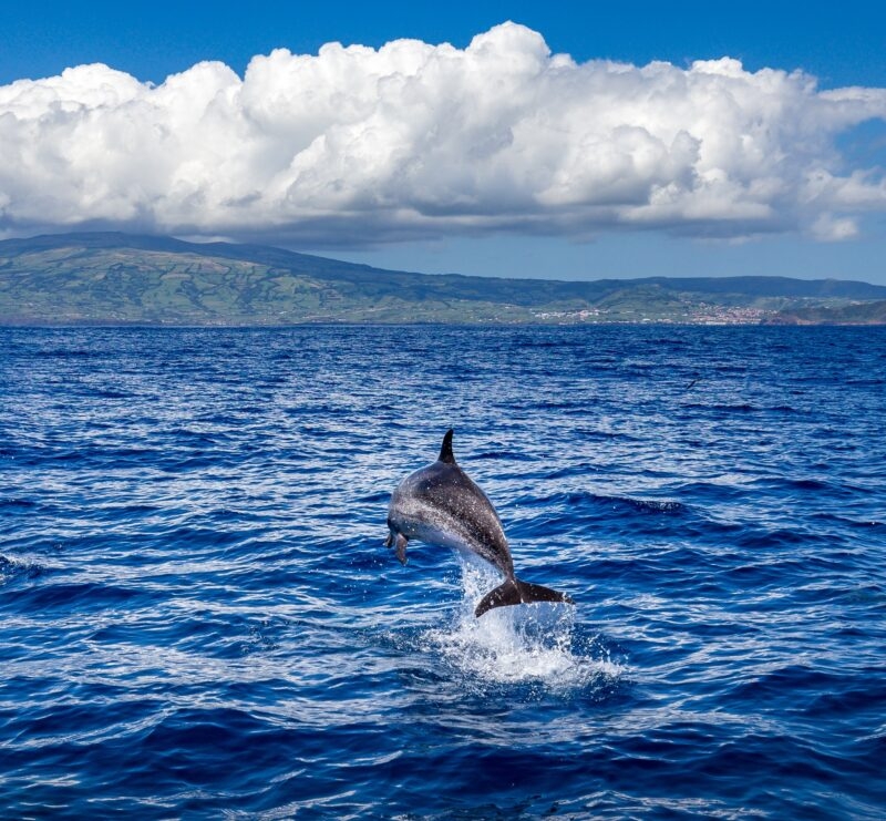 A dolphin jumping out of the water off the coast Faial in the Azores