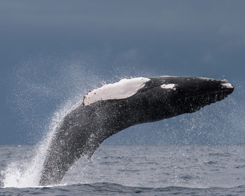 Humpback whale breaching off the coast of Pico Island.