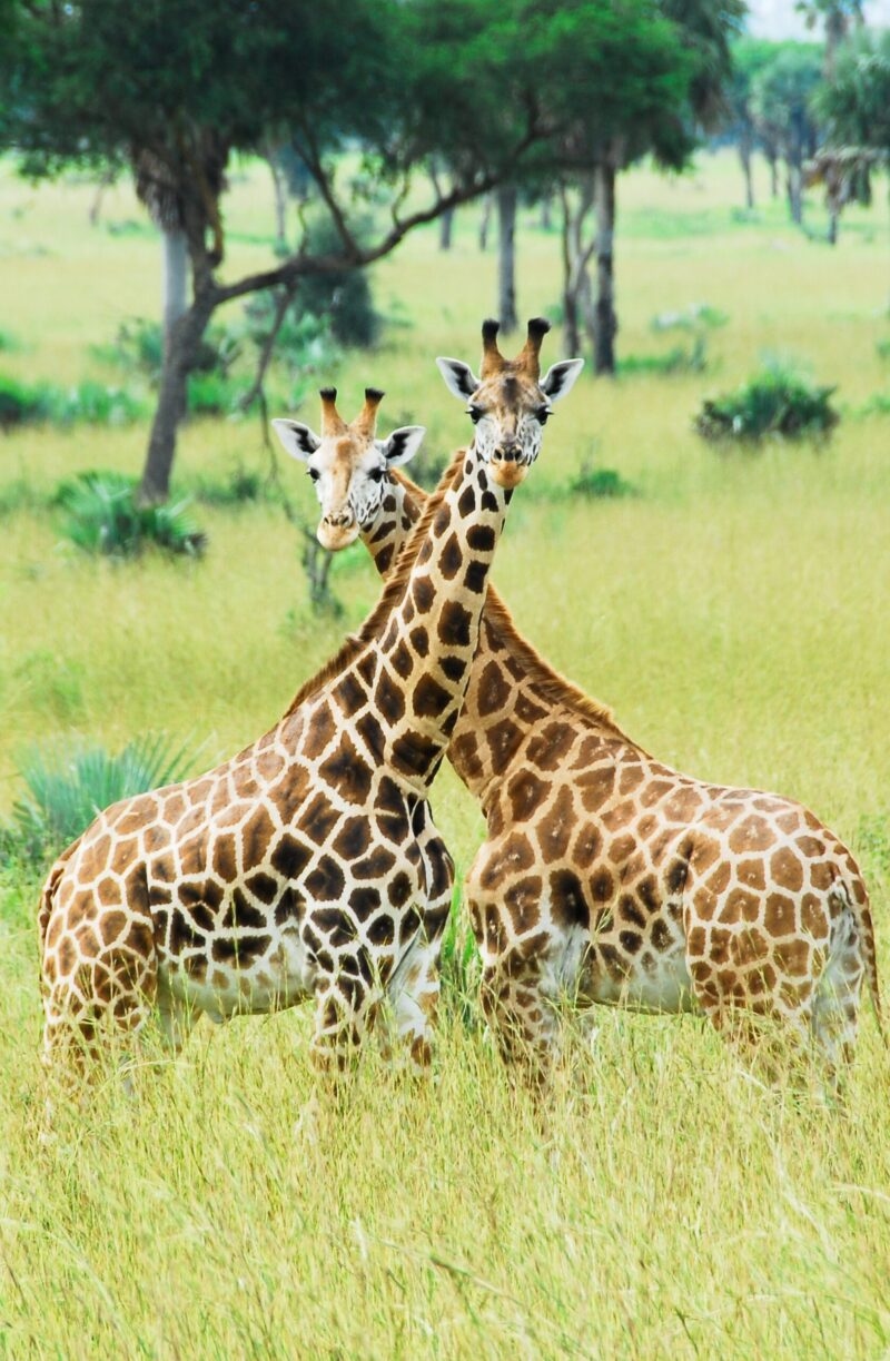 Two giraffes with their necks crossed stand in a grassy field with trees in the background.