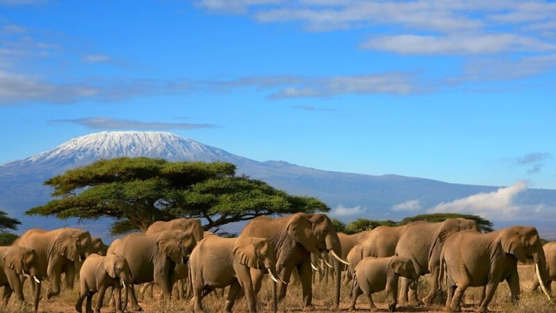 A large herd of African elephants walking through the savanna with a snow-capped mountain in the background.