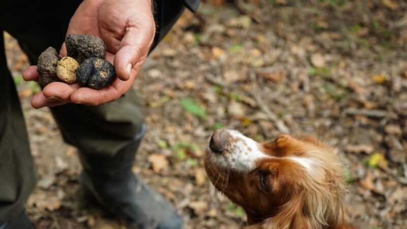 A dog smelling a truffle on a truffle hunt