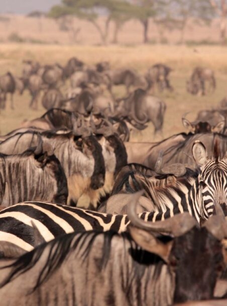 East Africa or Southern Africa: Where to Go on Safari?