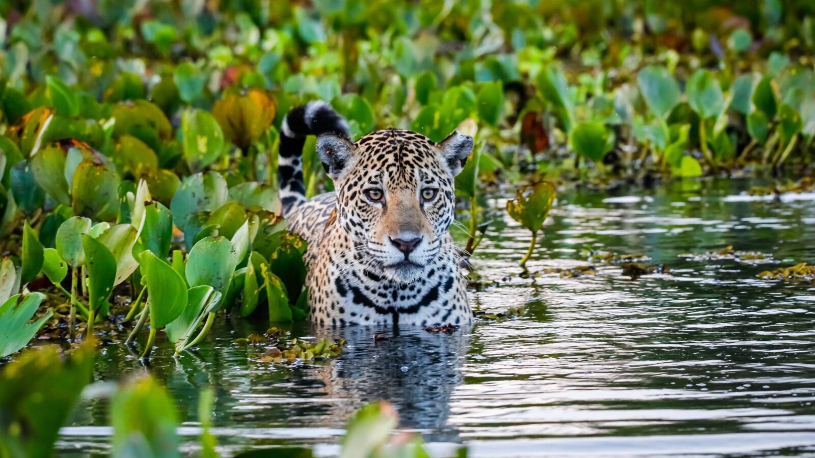 Close up of a young Jaguar standing in shallow water with reflections, bed of water hyacinths in the back and side at dawn in the Pantanal Wetlands, Mato Grosso, Brazil