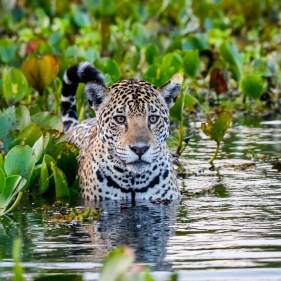 A Guide to Safaris in Central and South America thumbnail