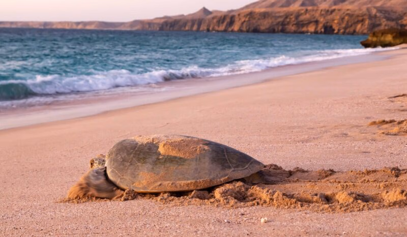 A large sea turtle is seen on a pinkish beach, moving away from the gentle turquoise ocean waves. Luxury Middle East vacations.