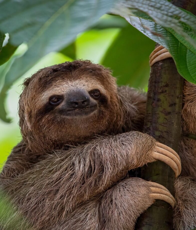 A sloth hangs in a tree in Costa Rica and a blue-footed booby stands on a rocky outcrop off the coast of Isabela Island in the Galápagos Islands