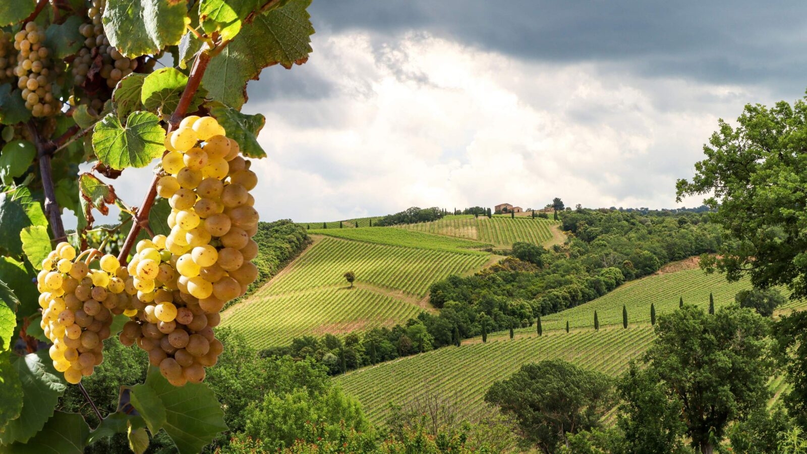 View of vineyards on hillsides with golden grapes in the foreground