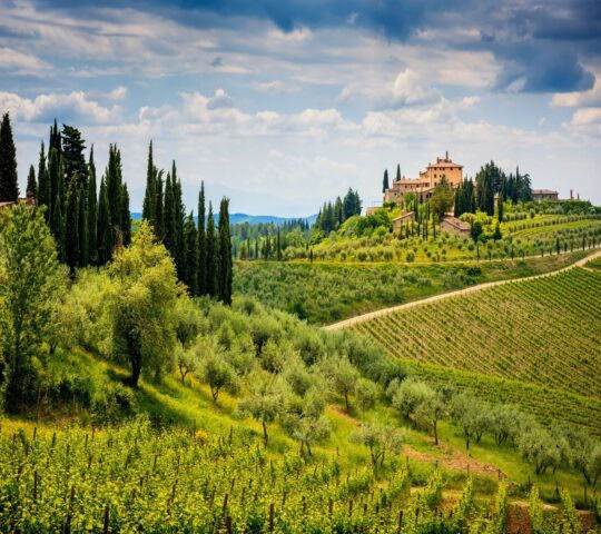 Vineyards in the Chianti hills Tuscany