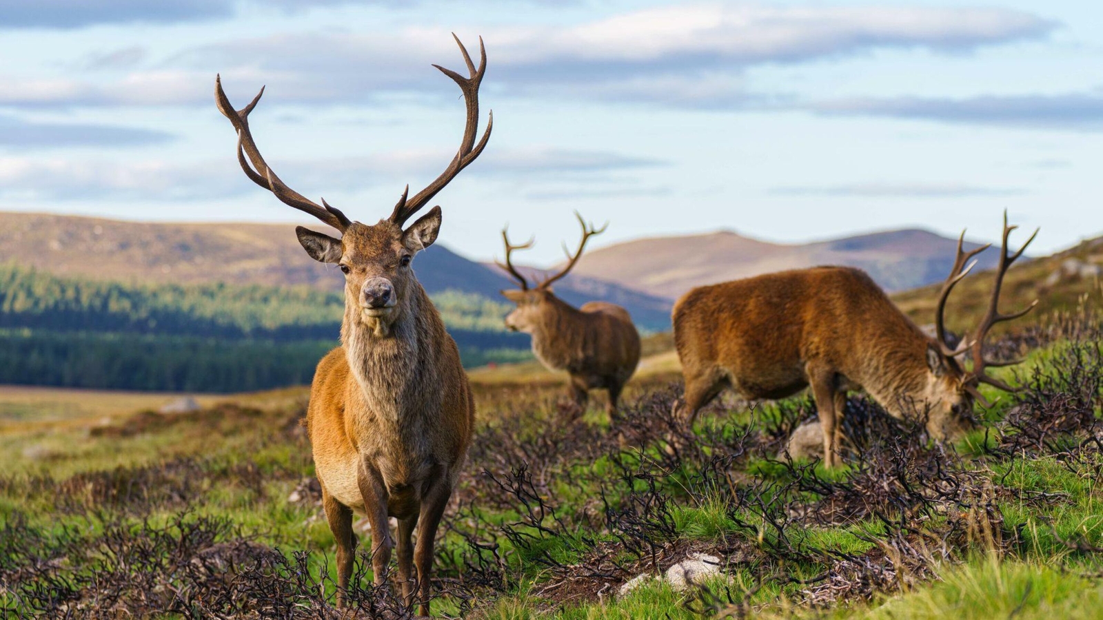 Cairngorms in Scotland