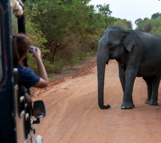 A lady takes a photo from a safari jeep of an elephant standing on the roadway within Yala National Park in southern Sri Lanka.