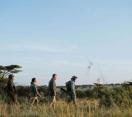 A group can be seen through the long grass embarking on a walking safari from Usawa Serengeti Mobile Tented Camp