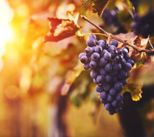Blue grapes in a vineyard at sunset, toned image