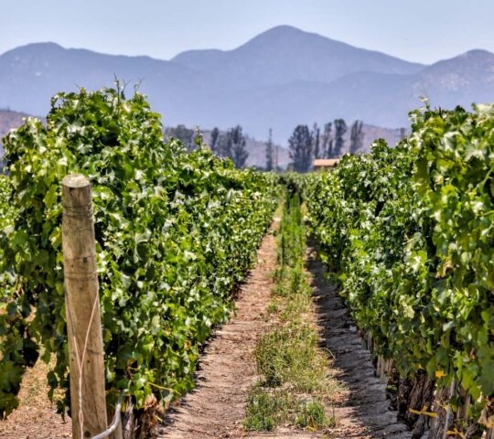 A long perspective of green vineyard rows leading toward tall, distant mountains on a sunny day.