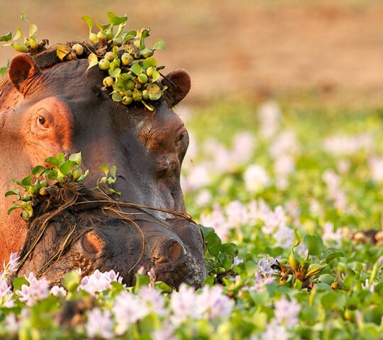 Hippopotamus wading through the Zambezi foliage