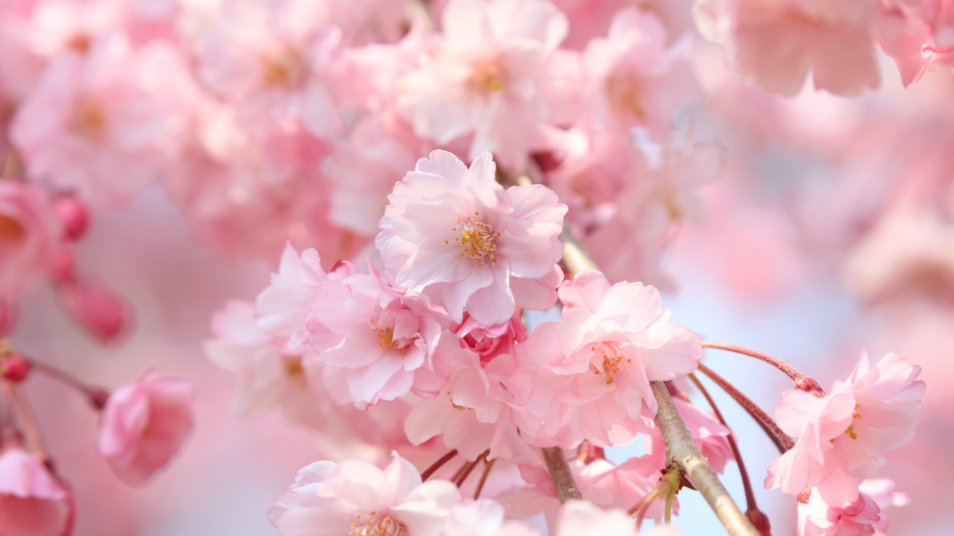 Cherry blossoms in full bloom in Yamanashi - Japan spring -
