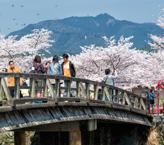People crossing a wooden bridge surrounded by white cherry blossoms with mountains under a blue sky.