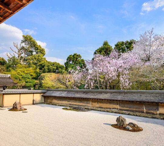 A Japanese Zen rock garden with raked white gravel, stones, and blooming pink cherry blossoms against a blue sky.