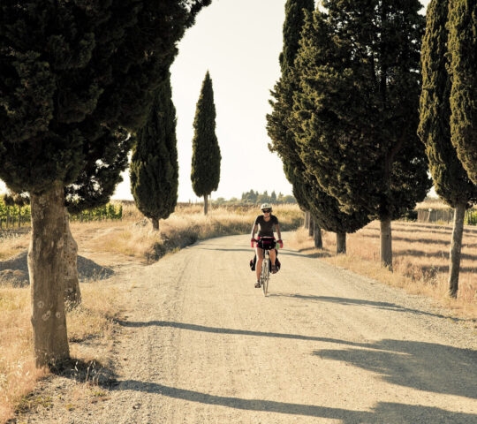 A person riding a bicycle down a dusty rural road lined with tall cypress trees on a sunny day.
