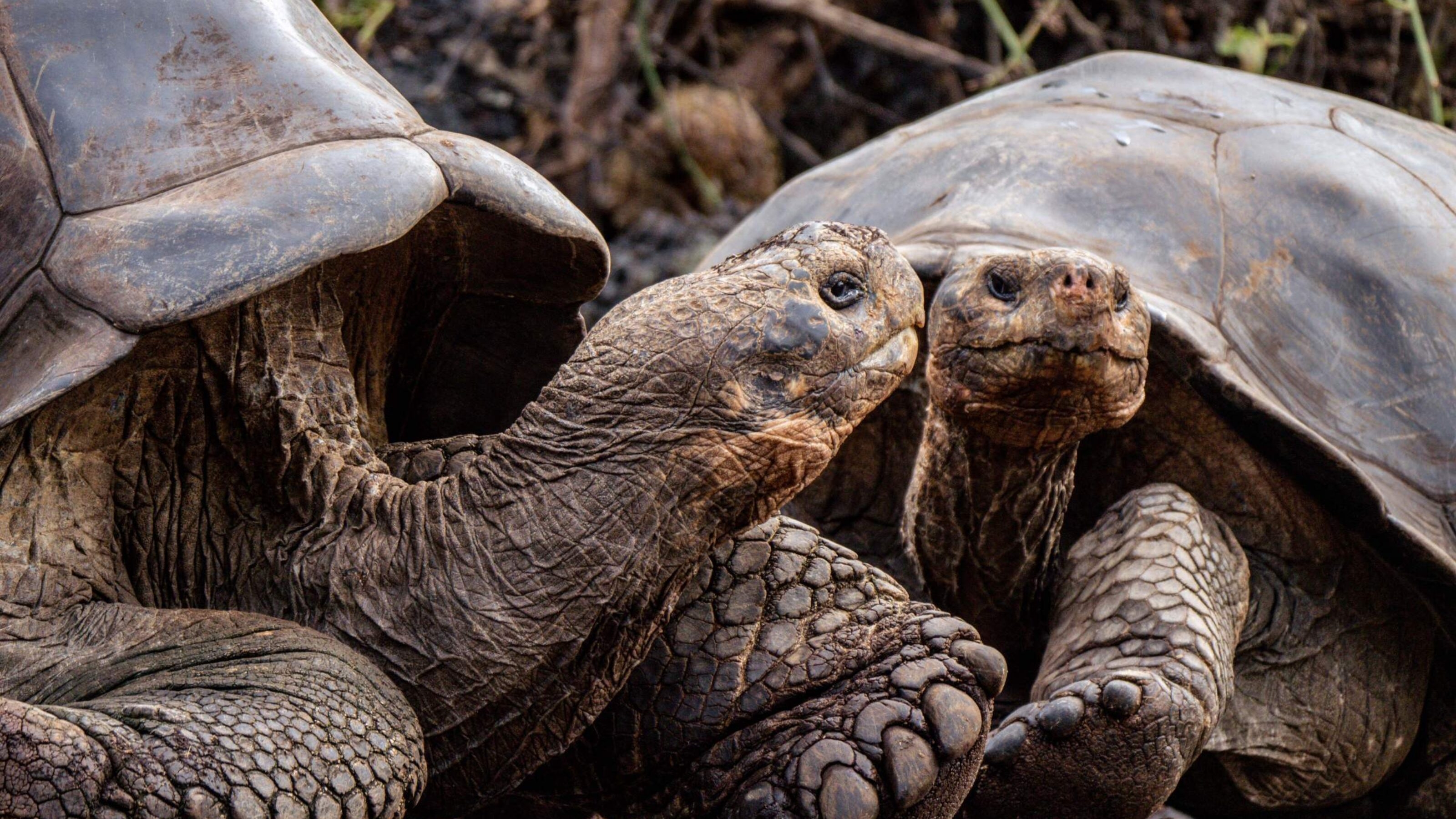 A pair of giant tortoises in the Galapagos, Ecuador