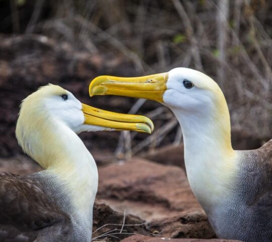Two waved albatross with their beaks together in the Galapagos, Ecuador