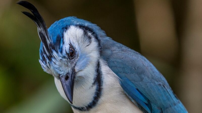 A blue bird in Arenal, Costa Rica.